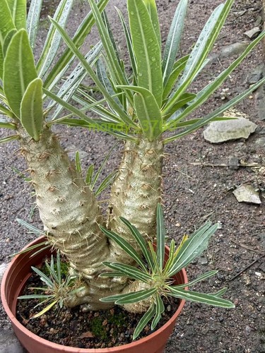 Multi heads pachypodium - multi,