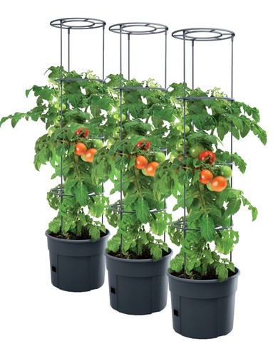 Pot tomates plants de - pot,