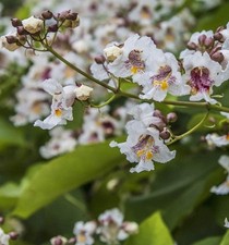 Catalpa speciosa - Catalpa