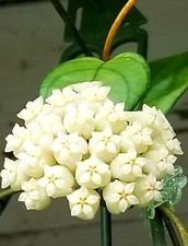 HOYA HAINANENSIS Plant 3" pot 