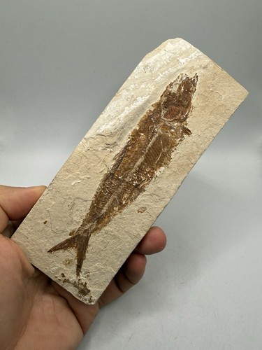Scombroclupea poisson fossile - poisson,
