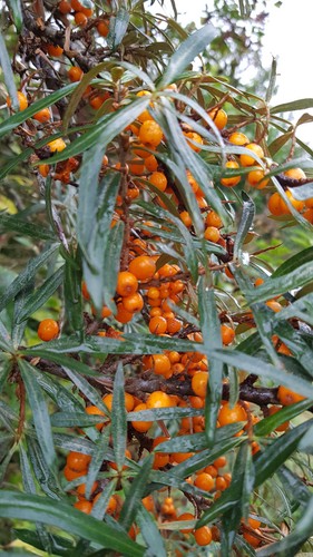 Hippophae rhamnoides inja - hippophae,