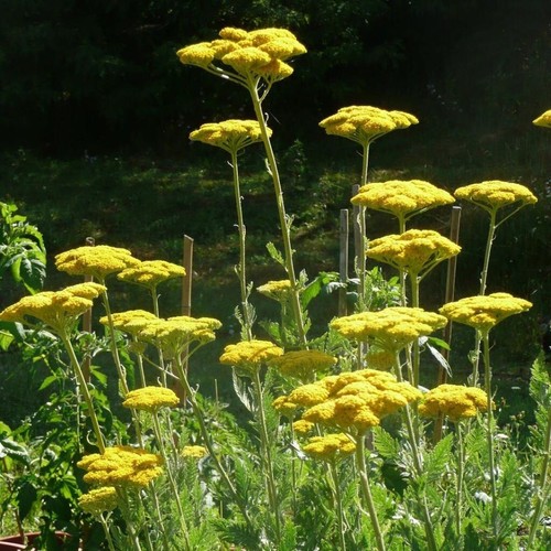 Lot 100 graines de - 100,