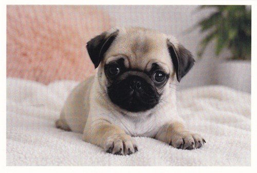 Postcard puppy pug 250 - 🦬postcard,