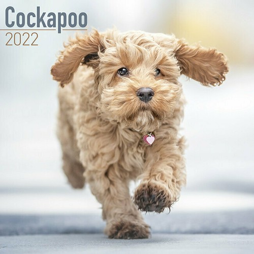Calendrier 2022 cocker - calendrier,