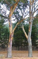 Eucalyptus camaldulensis - River Red Gum Seeds - Longbeak Eucalyptus -