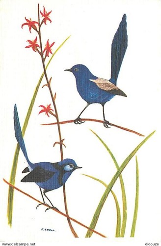 Carte postale animaux - carte,
