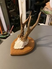 Trophée de chasse massacre