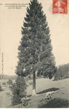 DOUBS Montagne du Doubs la cueillette des Morilles