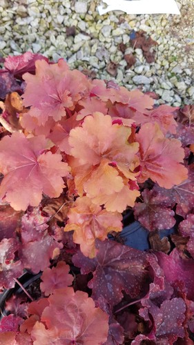 Heuchera micrantha - x,