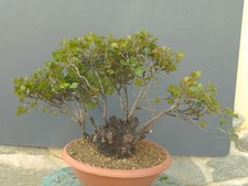 Bonsaï frêne robuste 43 x 29