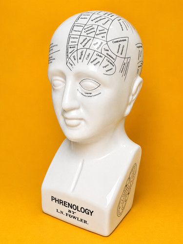 Ceramic phrenology head - ceramic, bust