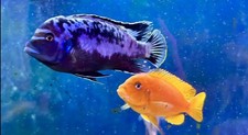 LIVE FISH Breeding Pair Of Metriaclima Msobo Deep Lake Malawi African Cichlid