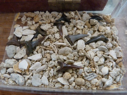 Sable micro fossiles 10 - micro-fossiles,,