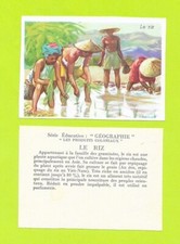 Vignette - Le riz