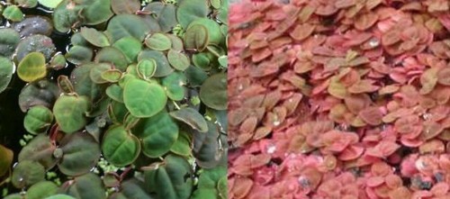 Phyllanthus fluitans plante - fluitans, x5