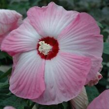 HIBISCUS MOSCHEUTOS ROSE, 20 GRAINES avec GRATUIT