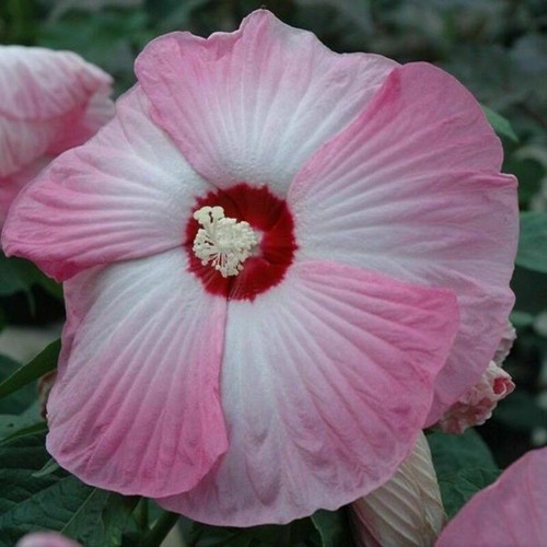 Hibiscus moscheutos rose - hibiscus, 20