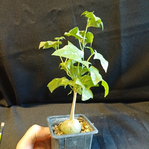 Gerrardanthus macrorhizus - gerrardanthus, macrorhizus'