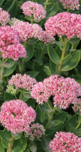 Sédum spectabile floraison - spectabile,