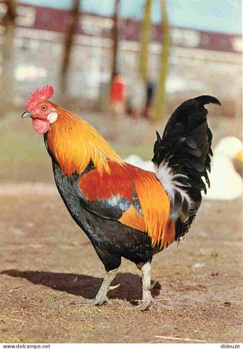 Carte postale animaux - postale,