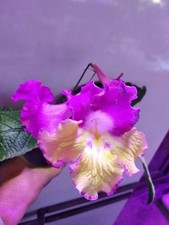 Streptocarpus « Joy. Sport