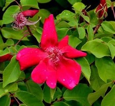 Rosa chinensis 'Sanguinea' /