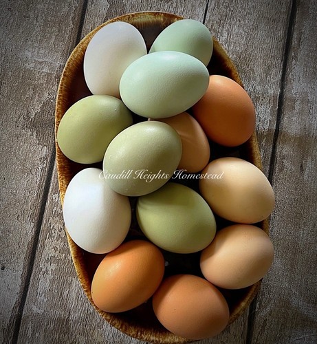 Rainbow mix hatching eggs - 18+,