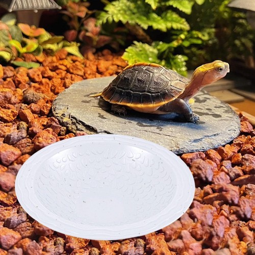 Bassin bain pour - bain, tortues