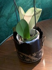 Rafraîchissoir ( Verrière)