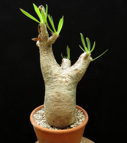 Pachypodium inopinatum