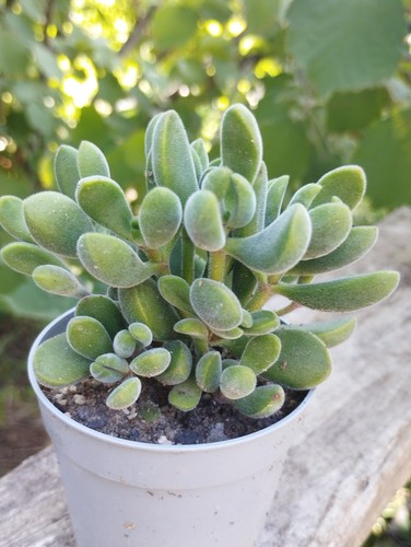 Crassula rogersii plante - rogersii,,