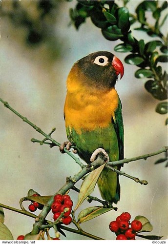 Postcard animals birds - -,