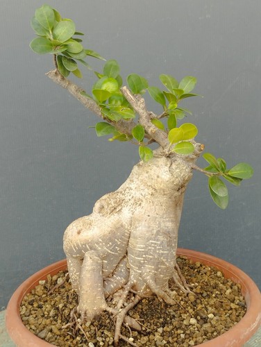 Bonsaï ficus 34x20 - bonsaï, en