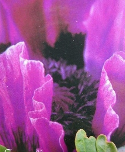 Pavot orient purple - pavot, 'purple