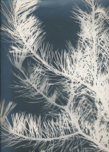 Photogramme branche sapin - photogramme,