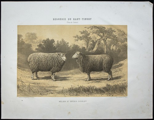 1873 bélier mouton et - 1873,