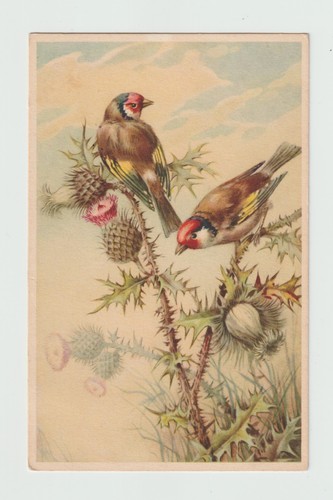 Oiseaux chardonnerets cpa - .,