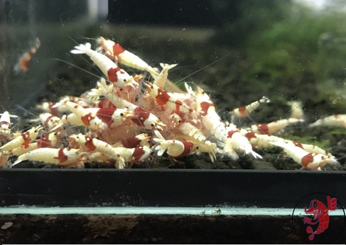 Lot crevettes - de, 10