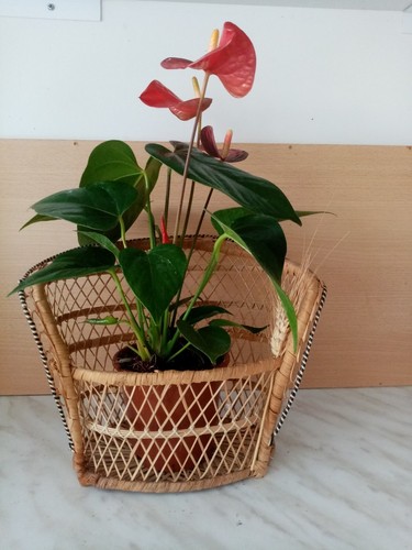 Panier cache pot osier - pot,