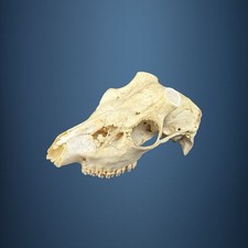 585KU Crane de cerf, bois de