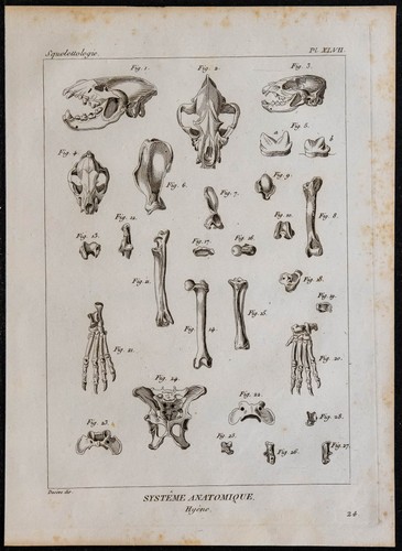 1825 squelette la hyène - -,