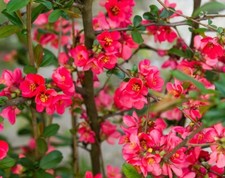 lot 6 boutures juste tailler