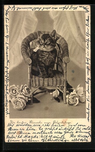 Carte postale petit chat sur - petit,