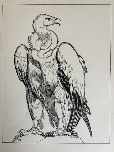 Paul jouve gravure art - paul, deco