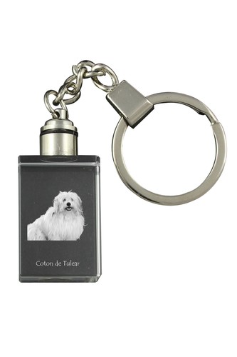 Coton tulear chien en - coton, de