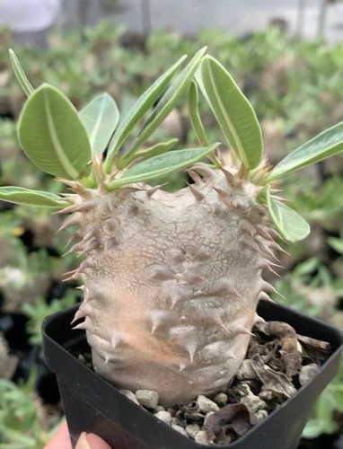 Raresucculent plant - raresucculent,