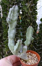 CARALLUMA FLAVA  cactus