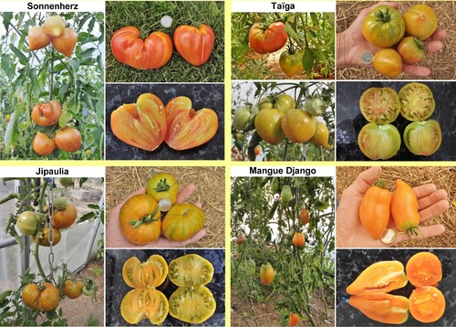 Variétés tomates au - variétés, de