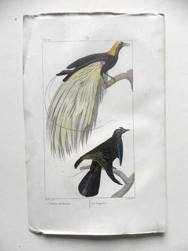Gravure oiseaux oiseau - :,